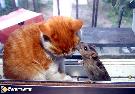 photo animal chat souris humour insolite