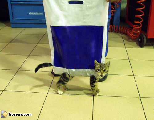 photo animal chat sac plastique pattes transporter humour insolite