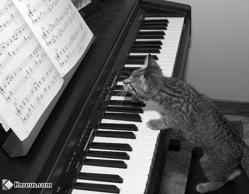 photo animal chat musique musicien piano partition humour insolite