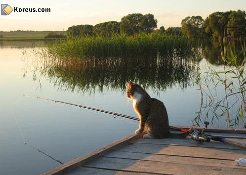 photo animal chat pêcheur canne à pêche humour insolite