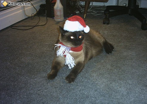 photo animal chat noel écharpe bonnet rouge humour insolite