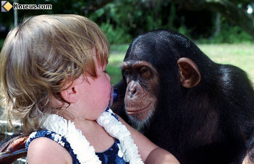 Les chimpanzés femelles jouent-elles à la poupée ?