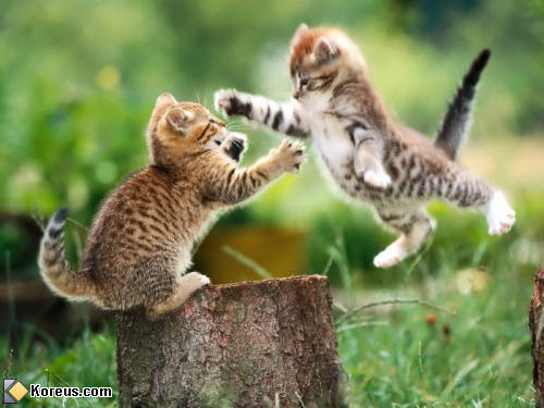 photo animal chat saute attaque chaton humour insolite