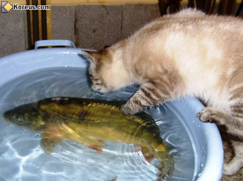 photo animal chat poisson humour insolite