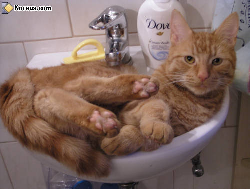 photo animal chat dans lavabo humour insolite
