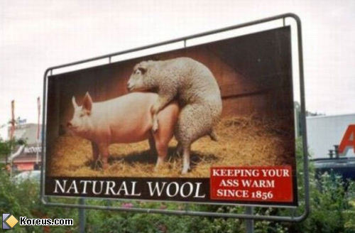 mouton sodomise cochon laine fesses chaud photo image affiche publicité humour insolite