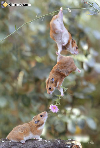 hamster dclaration acrobatique fleur photo humour insolite