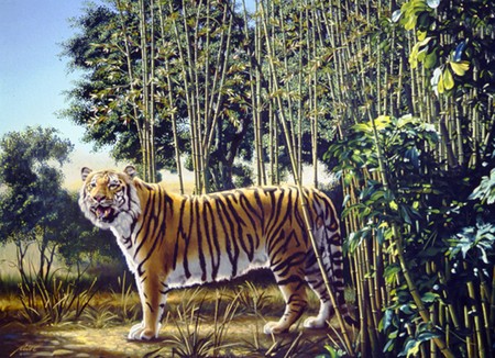photo image hidden tiger tigre caché rayures illusion optique