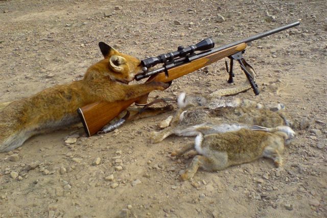 photo renard chasse lapin fusil animal animaux insolite