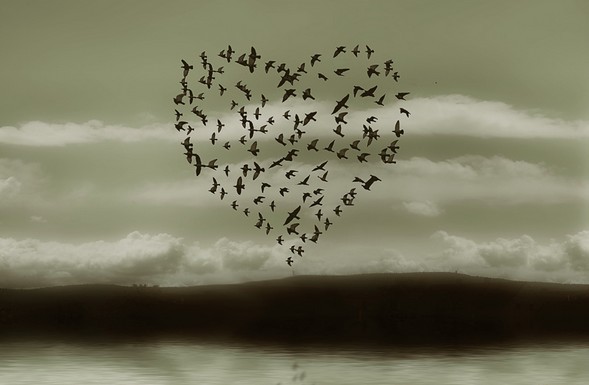 photo st-valentin nuée oiseaux coeur 