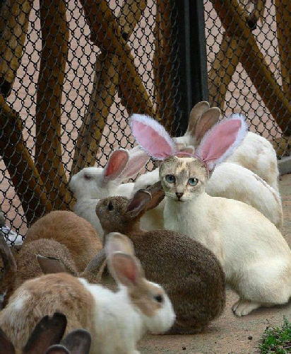 photo camouflage chat lapin humour insolite