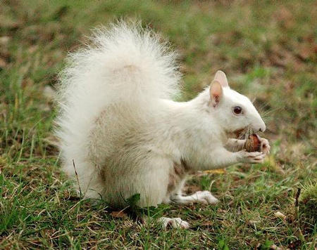 photo ecureuil blanc albinos humour insolite