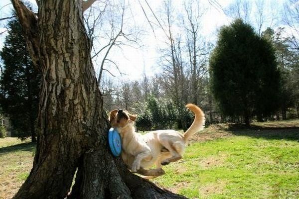 photo humour chien frisbee arbre insolite