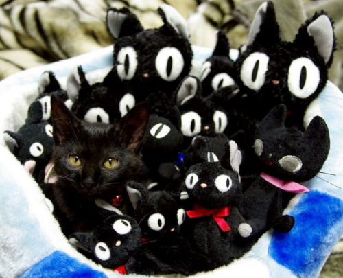 photo humour insolite chat panier peluche noir