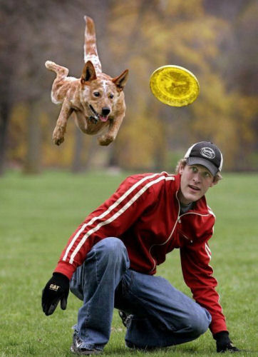 photo humour insolite chien volant frisbee