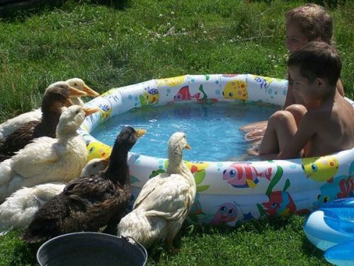 photo humour insolite canard piscine eau