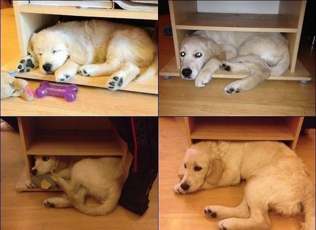 chien et son étagère