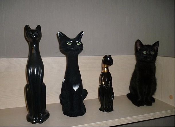 insolite chat chaton intrus statuette