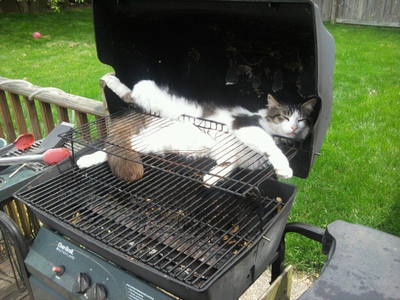 barbecue insolite