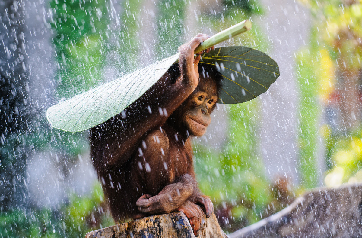 Un Orang-outan se protège de la pluie