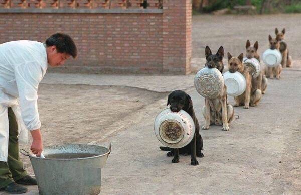 Des chiens policiers font la queue pour manger