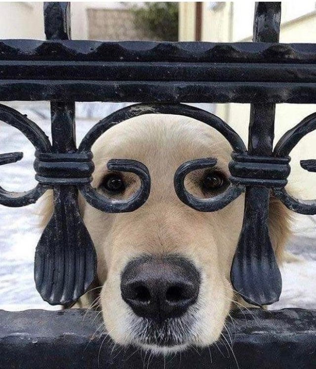 chien-portail-lunette.jpg